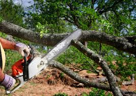 Best Fruit Tree Pruning  in Brentwood, TN